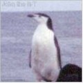 Chinstrap penguin