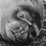 Female elephant seal