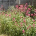 Overgrown Penstemon