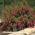 Tom Thumb fuchsia