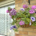 Hanging basket.