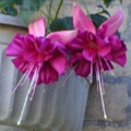 Large fuchsia.