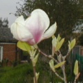 Flower opening.