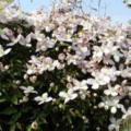 Clematis.