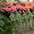wisley037